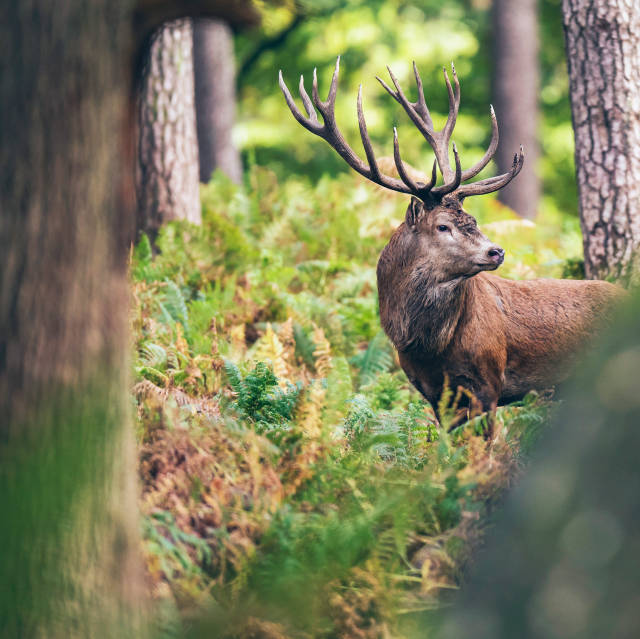 Forst- & Jagdliche Betriebsleitung